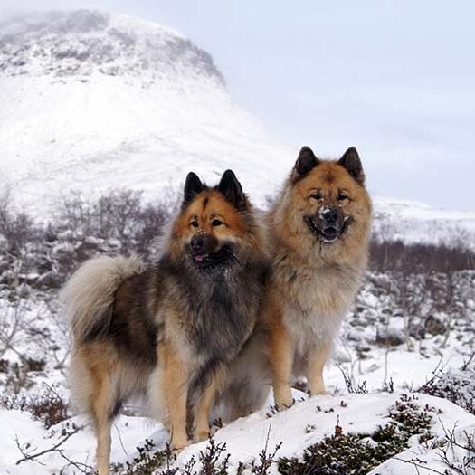 Eurasier training sales